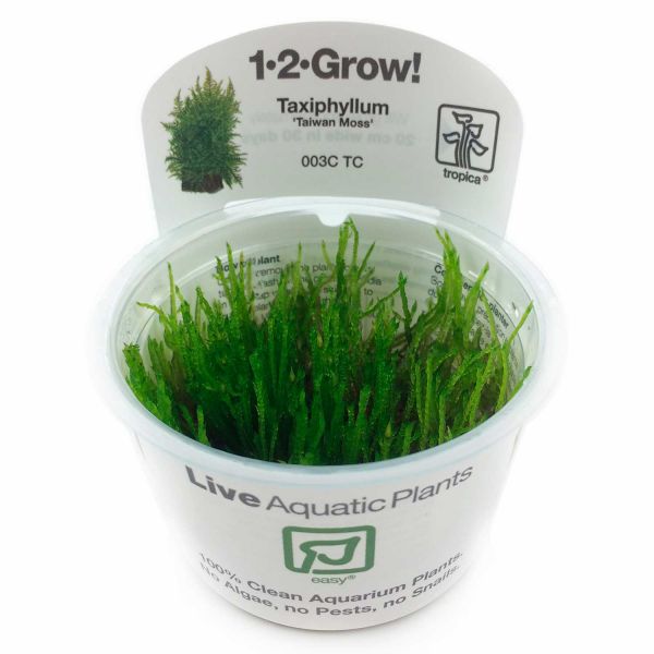 1-2-Grow! Taxiphyllum &#039;Taiwan moss&#039;