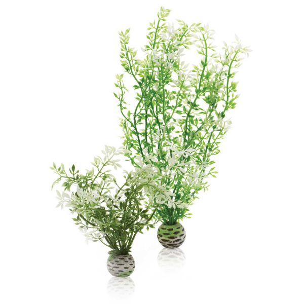 Oase biOrb Winterblume Set 2