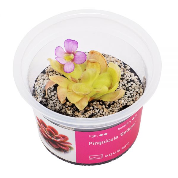 Pinguicula „Sethos“ - Pharao Fettkraut