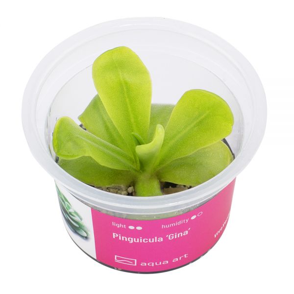 Pinguicula &#039;Gina&#039; - mexikanische Fettpflanze