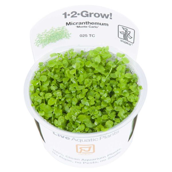 1-2-Grow! Micranthemum &#039;Monte Carlo&#039;