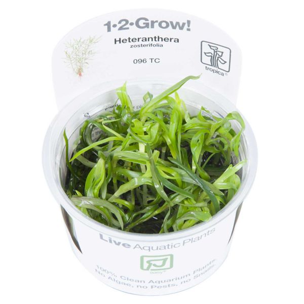 1-2-Grow! Heteranthera zosterifolia