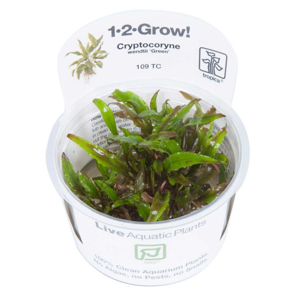 1-2-Grow! Cryptocoryne wendtii &quot;green&quot;