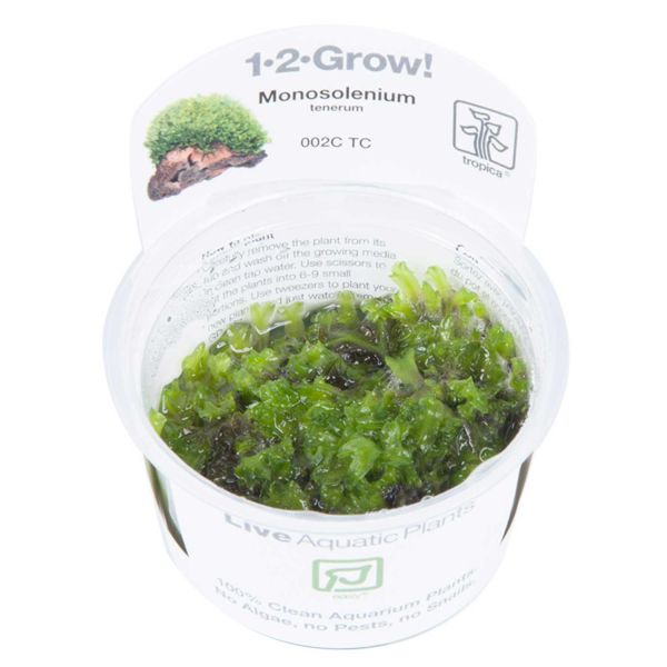 1-2-Grow! Monosolenium tenerum