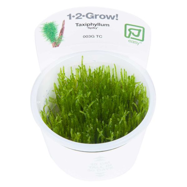 1-2-Grow! Taxiphyllum &#039;Spiky&#039;