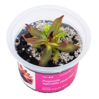 Pinguicula 'Aphrodite Clone Mini - Fettkraut Pinguicula 'Aphrodite Clone Mini - Fettkraut