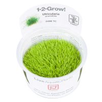 Utricularia graminifolia - 1-2-Grow! InVitro Utricularia graminifolia - 1-2-Grow! InVitro