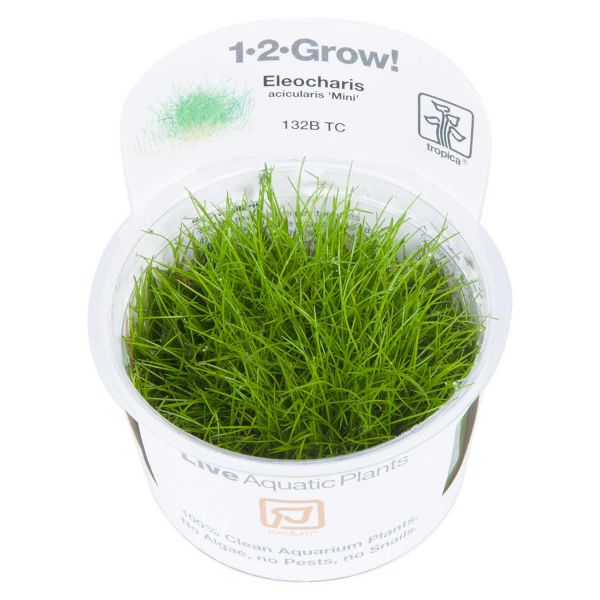 1-2-Grow! Eleocharis acicularis &#039;Mini&#039;