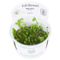 Marsilea hirsuta - 1-2-Grow! InVitro Marsilea hirsuta - 1-2-Grow! InVitro