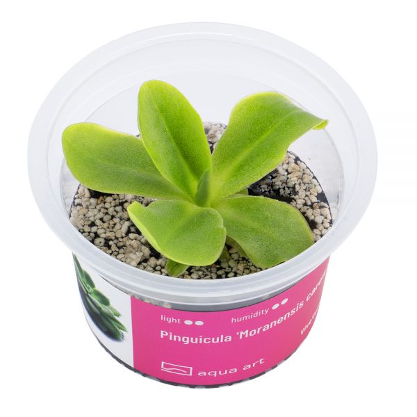 Pinguicula &#039;Moranensis carow - Fettkraut