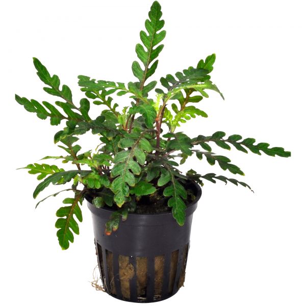 Hygrophila pinnatifida - Topfpflanze