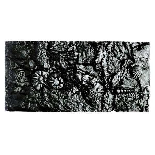 Marina Fossil Aquarium Rückwand