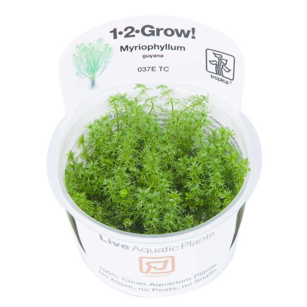 1-2-Grow! Myriophyllum &#039;Guyana&#039;